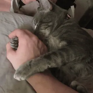 😋 cat, pet, gray cat, sleeping, animal, domestic animal telegram sticker