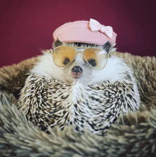 🦔 egel, dier, bril, hoed, schattig, huisdier telegram sticker
