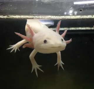 😟 アホロートル, サンショウウオ, 両生類, ペット, 動物, 水生 telegram sticker