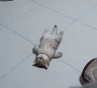 😴 猫, 動物, かわいい, ペット, 睡眠, 横たわる telegram sticker