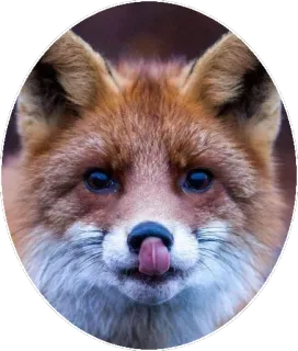 🦊 fuchs, tier, wildtier, säugetier, rotfuchs, zunge, leckend, süß telegram sticker