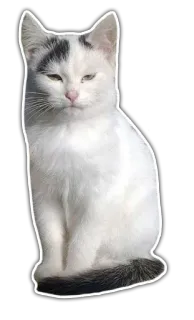 😑 Katze, Tier, Haustier, weiße Katze, süß, Hauskatze whatsapp sticker