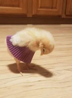 🐥 ひよこ, 鶏, 赤ちゃんひよこ, 動物, かわいい, カップケーキ型 telegram sticker