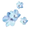 🌸