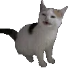 🐱
