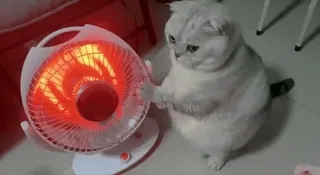 🌟 cat, animal, heater, funny, cute telegram sticker