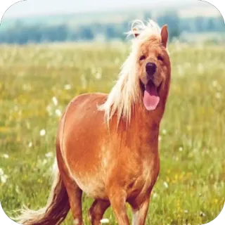 🫥 cheval, chien, animal, hybride, champ, nature, animal de compagnie, mammifère telegram sticker