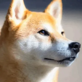 🐕 perro, shiba inu, mascota, animal, retrato, animal doméstico, mamífero whatsapp sticker