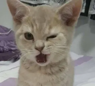 🥸 kucing, anak kucing, hewan, hewan peliharaan, imut, domestik, felin telegram sticker
