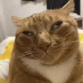 🐾