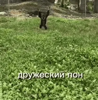 🌟 дружеский пон urso, animal, pulando, campo, grama whatsapp sticker