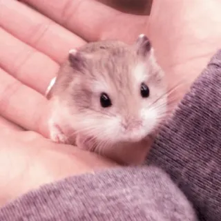🤏 hamster, animal, cute, pet, rodent, small animal telegram sticker