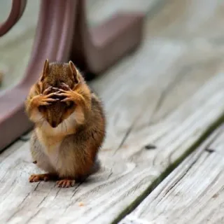 🐿 squirrel, animal, rodent, cute, embarrassed telegram sticker