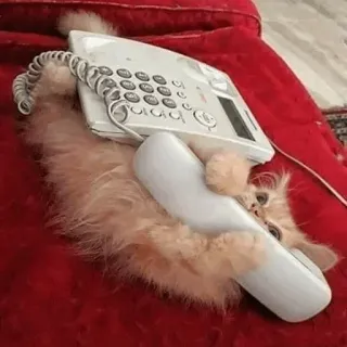 ☎️ gato, teléfono, gatito, animal, mascota, lindo, divertido whatsapp sticker