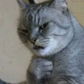 😯 cat, meme, funny, animal, pet, sarcastic, attitude telegram sticker