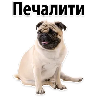 😒 Печалити pug, dog, animal, pet, cute, sticker, sad telegram sticker