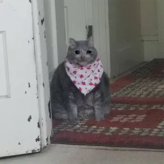 😢 kot, smutny, słodki, zwierzak, zwierzę telegram sticker