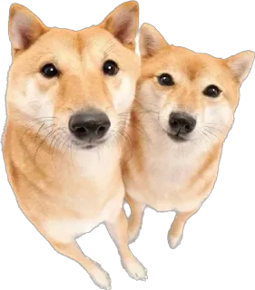 😑 ชิบะอินุ, หมา, ลูกหมา, สัตว์เลี้ยง, สัตว์, น่ารัก, หมา telegram sticker