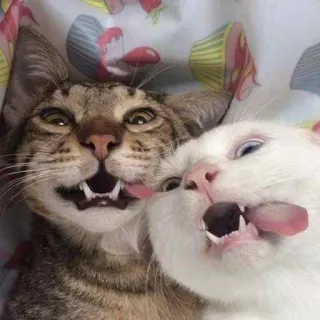 👬 cats, animals, pets, tongues, funny, silly telegram sticker
