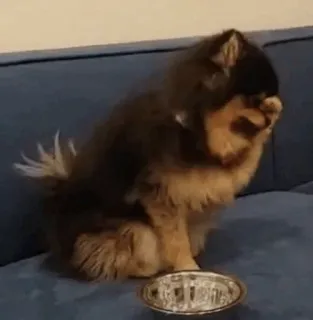 🐚 cane, volpino di Pomerania, animale domestico, animale, carino, ciotola, animale domestico telegram sticker