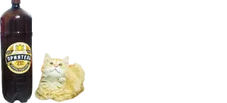 🍺 ПРИЯТЕЛЬ beer, cat, drink telegram sticker