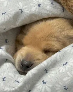 😴 puppy, dog, sleeping, cute, pet, animal telegram sticker