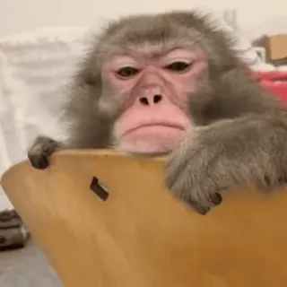 🥱 monkey, animal, primate, funny, meme, cute whatsapp sticker