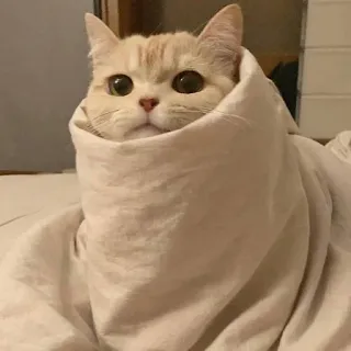 😴 고양이, 새끼 고양이, 귀여운, 담요, 동물, 애완 동물, 덮인 telegram sticker