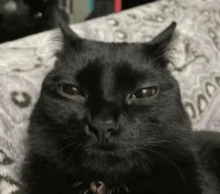 🤨 Katze, schwarze Katze, Haustier, Tier, Haustier, Kätzchen telegram sticker