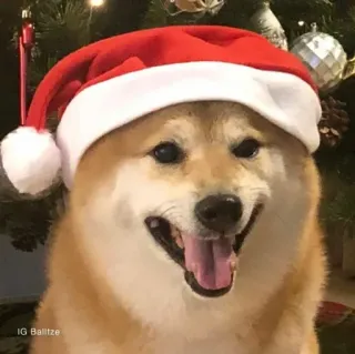 ❤️ dog, christmas, santa hat, shiba inu, pet, festive, holiday telegram sticker