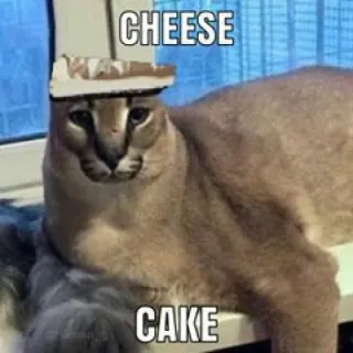 🐱 CHEESE
CAKE Katze, Käse, Kuchen, Floppa, Meme, lustig, Tier telegram sticker