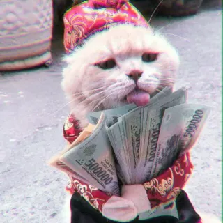 🍓 500000 gato, dinero, gracioso, meme, animal telegram sticker