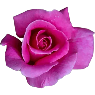 🌹 กุหลาบ, ดอกไม้, สีชมพู, บาน, ธรรมชาติ, ลายดอก, พืช telegram sticker