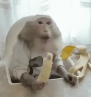 🌟 singe, grand singe, banane, animal, mammifère whatsapp sticker