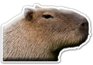 😑 Kapibara, Zwierzę, Gryzoń, Ssaki telegram sticker