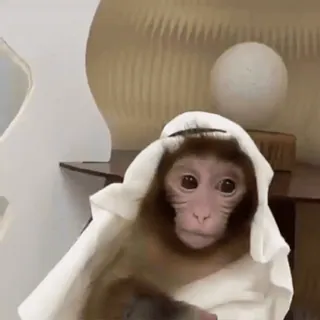 😛 monkey, animal, cute, headdress, arab, kefiyyeh whatsapp sticker