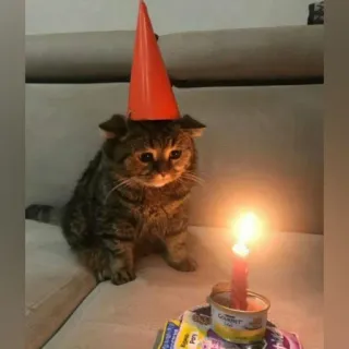 😺 chat, anniversaire, triste, chapeau de fête, bougie, animal de compagnie, fête, animal telegram sticker