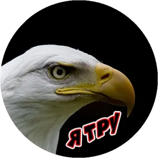 😄 Я ТРУ arend, vogel, dier, wildlife telegram sticker