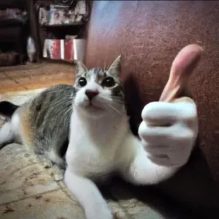 👍 cat, thumbs up, animal, pet, feline, cute, domestic cat whatsapp sticker