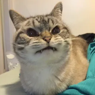 😂 gatto, arrabbiato, carino, animale, felino telegram sticker