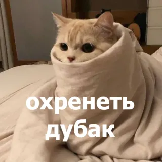 🥶 охренеть
дубак แมว, ผ้าห่ม, ตลก, รัสเซีย, หนาว telegram sticker