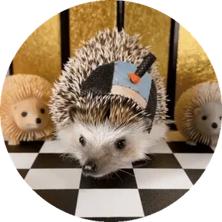 🌟 nhím, động vật, dễ thương, sticker, thú cưng, gặm nhấm telegram sticker