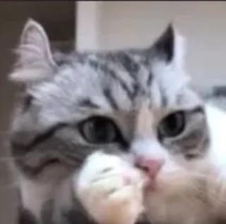 😂 chat, animal, animal de compagnie, mignon, domestique, chaton, félin telegram sticker