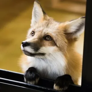 🦊 whatsapp sticker