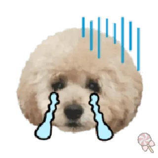 🐶 собака, грустный, плачущий, щенок, эмоции telegram sticker