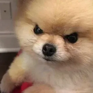 😠 cane, pomerania, arrabbiato, animale domestico, cucciolo, carino, animale telegram sticker