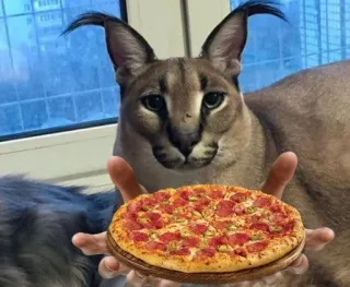 🌟 Floppa cat, pizza, animal, floppa, big ear cat telegram sticker