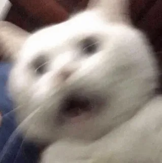 🍥 gato, meme, engraçado, chocado, animal, desfocado telegram sticker