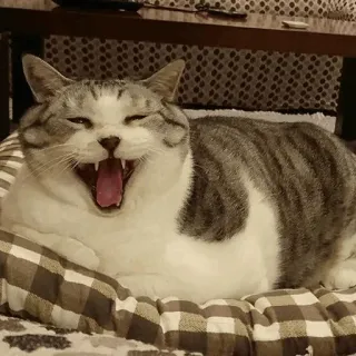 😂 cat, yawning, pet, animal, domestic cat, mammal telegram sticker