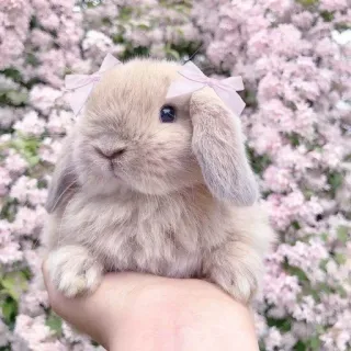 🌟 bunny, rabbit, cute, animal, pet, bow, adorable whatsapp sticker